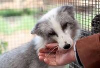 亀がひっくり返ったなど身動きが取れないない場合に他の亀が助け Yahoo 知恵袋