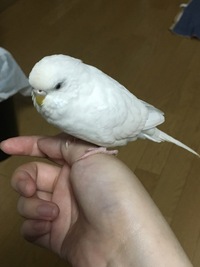 こういう真っ白のインコって珍しいですか 斑点とかもないです 黒目で白い輪 Yahoo 知恵袋