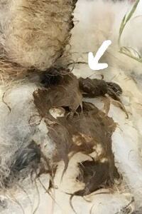 うさぎさんの質問になります 今日 出掛けて今帰ってきたのですがうんちが臭いです Yahoo 知恵袋