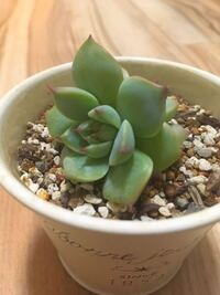 多肉植物の葉挿しの成長速度について質問です 桃太郎などのエ Yahoo 知恵袋