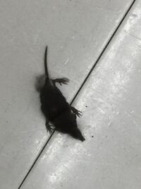 何というネズミですか 鼻が長いです Yahoo 知恵袋