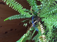 シダ植物が葉焼けしてしまいました 窓際に置いて西日が当たっています Yahoo 知恵袋