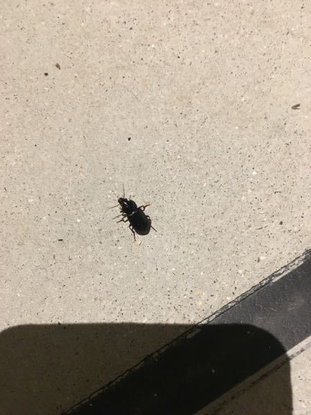 質問です。家の外に黒い虫が大量発生しました。何の虫ですか？駆除の 