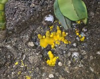観葉植物の植木鉢に黄色いデコボコがいつの間にか生えていました 取ってみると 土 Yahoo 知恵袋