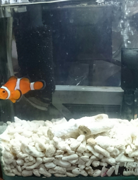 超小型4l水槽でカクレクマノミを買うのは虐待 水量4lの超小型水槽で3年 Yahoo 知恵袋