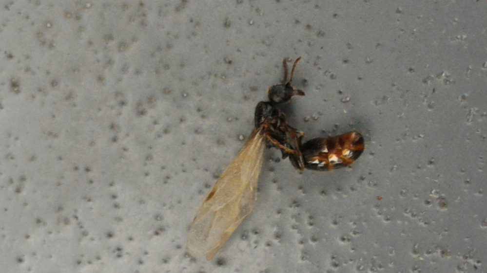 ベランダに大量の羽アリが突然発生しました ベランダはウレタン防水一階は重量 Yahoo 知恵袋