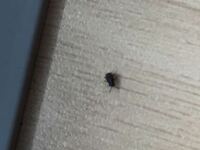 ベランダに小さな黒い虫が大量発生しています キンチョールは全く効きま Yahoo 知恵袋