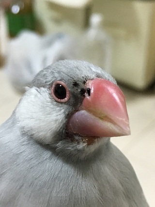 ウチの文鳥ですが 2週間前から右のくちばし付近に何か出来ています 写 Yahoo 知恵袋