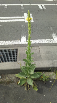 道路の脇にこんな草が生えていたのですが なんという植物かわかりますか ア Yahoo 知恵袋