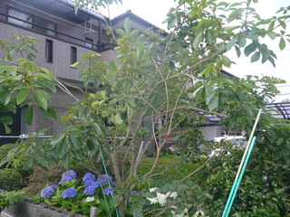 イペーの木が庭に有りますが 剪定方法を教えてください 木の高さは2 5メートル Yahoo 知恵袋
