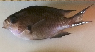 これは何という魚でしょうか メジナの子供 10センチくらいで サバのサビキをし Yahoo 知恵袋