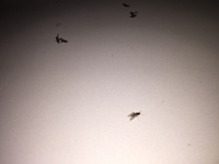 車にいっぱい羽がついたアリがついてました 昨日夜0時にマンションに Yahoo 知恵袋