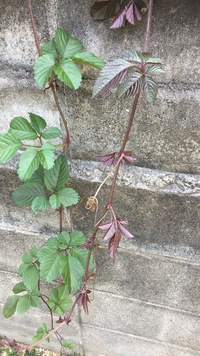 隣のお宅から伸びてきたツル植物です 何という植物でしょうか ヤ Yahoo 知恵袋