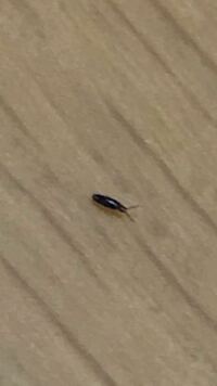 小さい虫が出て困ってます 数日前から 一ミリもないくらいの黒いほんっとに小さな Yahoo 知恵袋