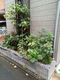 庭に花壇を作ってオリーブの木と花 グランドカバーを一緒に植えたいと思っていま Yahoo 知恵袋