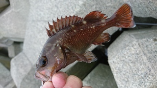 この魚はカサゴでしょうか 初めて海で穴釣りをしたのですが 魚の見分けがつきませ Yahoo 知恵袋