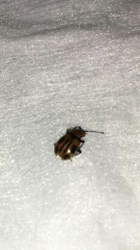 この虫はなんてやつですか 茶色でてんとう虫みたいな感じで 臭いです Yahoo 知恵袋