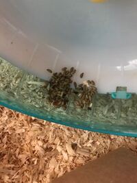 いま飼育しているハムスターが夜の間にこれだけ糞をします この量は普通でし Yahoo 知恵袋