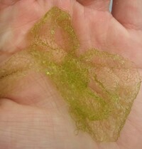 屋外水槽でアオコとはちがう網目状の藻が出てきたのですが これはなんでしょうか Yahoo 知恵袋