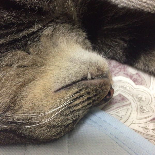 うちの猫の歯が牙みたいに長いのですが、これは何かまずいですか 