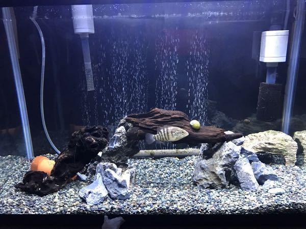 オヤニラミを飼育し始めて一ヶ月が立ちます 60センチ水槽で単独飼育してい Yahoo 知恵袋