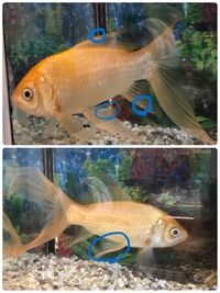 2匹の金魚を１つの水槽で飼っていたのですが 今朝1匹が死んでしまいま Yahoo 知恵袋