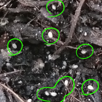 土に白く微小な虫が大量発生しました プランターでミニトマトを育ててい Yahoo 知恵袋