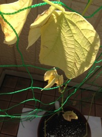 最近インゲン豆の葉っぱが黄色くなってきて 下から萎えてます さわるとポロっとと Yahoo 知恵袋