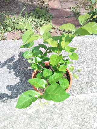 アラビアンジャスミン 茉莉花 の挿し木について園芸シロウトです 現在 鉢植えの Yahoo 知恵袋