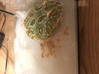 昨日からクランウェルツノガエルが口から何か出してるみたいです クランウェルツノ Yahoo 知恵袋