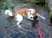 犬が朝散歩に行く前にキュンキュン鳴くのはどういった意味がありますか １年 Yahoo 知恵袋