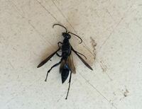 最近家の周辺に黒い蜂のような虫が飛んでいます 最初はアシナガ蜂だ Yahoo 知恵袋