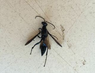最近家の周辺に黒い蜂のような虫が飛んでいます 最初はアシナガ蜂だ Yahoo 知恵袋
