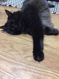 長毛黒猫について質問です うちの猫は長毛の黒猫なのですが グレーも混ざっ Yahoo 知恵袋