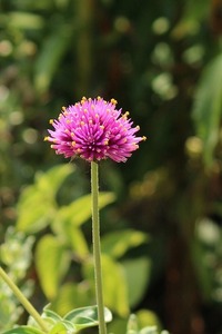 ピンクの丸い花この花の名前を教えて下さい 宜しくお願いします Yahoo 知恵袋