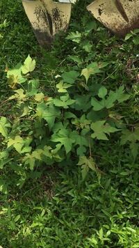 この花の咲かないつる性の雑草植物の種類を知りたいです キレハノブドウです Yahoo 知恵袋