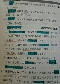 消化酵素についておしえてください 中２の理科です デンプンの消化 タンパ Yahoo 知恵袋