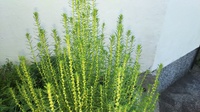 コキア ほうき草 を丸くしたい まん丸で大きくてフサフサ Yahoo 知恵袋