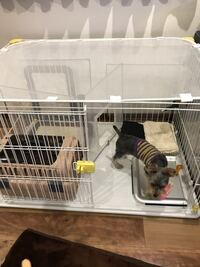 飼い犬が夜中に何回もトイレに行くのをやめさせたい 初めて質問し Yahoo 知恵袋