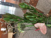 この 緑の葉っぱのような 花のような植物 わかるかたいらっしゃいます Yahoo 知恵袋