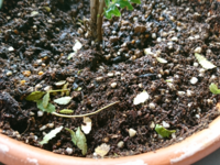 山椒の鉢植え 3 40センチ を買ってきて地植にしても半年位で枯れてしまいます Yahoo 知恵袋