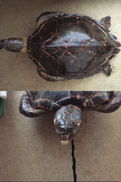 昔から家にあるウミガメの剥製の種類を区別して頂きたいです。尖った