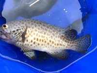 港でつりをしていたら 茶色の斑点の魚が釣れました この魚の名前と 食 Yahoo 知恵袋