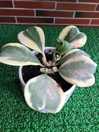 観葉植物ホヤラブラブハートについて 斑入りのホヤを育てていますが Yahoo 知恵袋