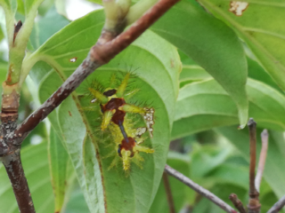 やまぼうしの虫の駆除方法 写真の虫が大量発生しました 駆除の方法を教えて Yahoo 知恵袋