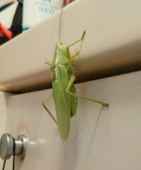 ショウリョウバッタについて質問です たまに公園の草むらで１５ｃｍく Yahoo 知恵袋