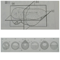 からだの前後のパターンは 点描 で描かれていた 東京大学 大学院理学系研究科 理学部