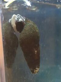 カワニナ メダカ 食べる