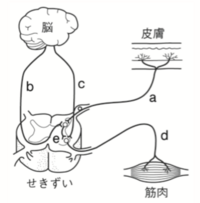 クリオネの目や耳 鼻などの感覚器官 はどこにありますか あとど Yahoo 知恵袋