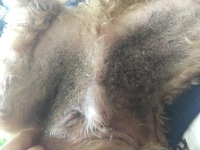 もうすぐ1歳のチワワです 小さい頃はお腹が真っ白だったの Yahoo 知恵袋